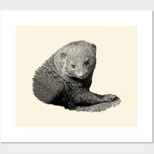 Mongoose Posters and Art